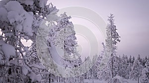 Frozen trees covered in white snow on a winter lapland landscape forest in Rovaniemi, Finland