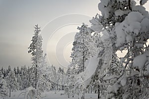 Frozen trees covered in white snow on a winter lapland landscape forest in Rovaniemi, Finland