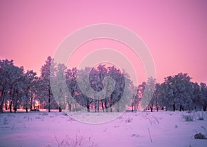 Frozen trees from fary tale