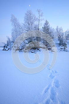 Frozen trees and footprints on snow