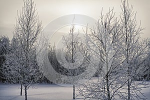 Frozen Trees in Forest