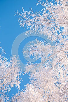 Frozen trees in the forest sky background, tree branches covered hoarfrost with white snow