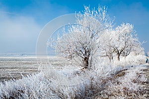 Frozen trees in Karlovo area in Bulgaria