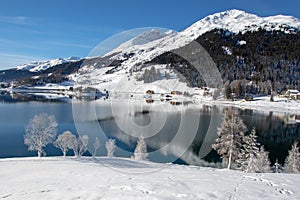 Frozen trees on Lake Davos, Switzerland