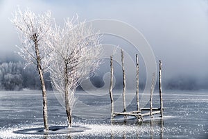 Frozen trees in lake Liptovska Mara