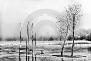 Frozen trees in lake Liptovska Mara