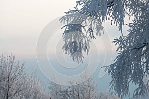 Frozen Trees in Morning