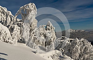 Frozen trees and mountain