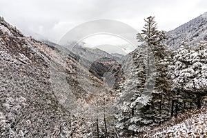 Frozen trees in mountain of China