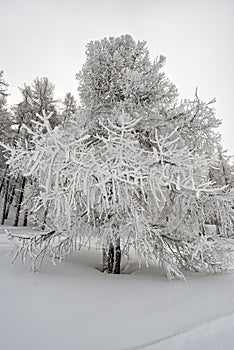 Frozen trees in mountain winter ambient