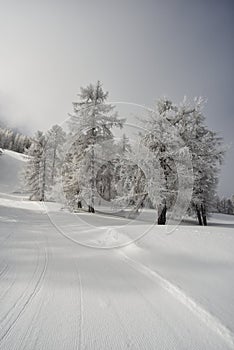 Frozen trees in mountain winter ambient