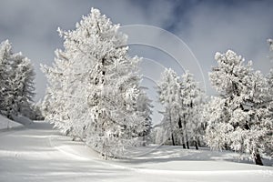 Frozen trees in mountain winter ambient