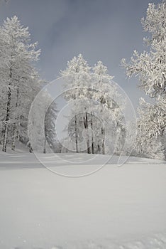 Frozen trees in mountain winter ambient