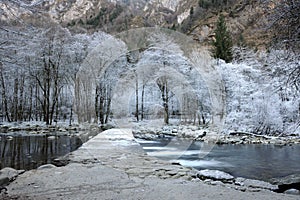 Frozen trees