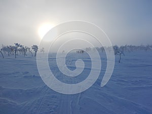 Frozen trees in northern lappland