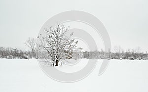 Frozen trees in the park or forest with snow and ice hoarfrost on the cold misty winter day in nature sundown