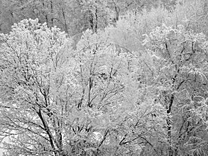 Frozen trees in park at winter day