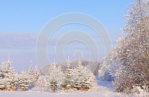 Frozen trees and plants near snowy forest