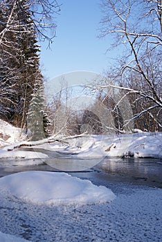 Frozen trees on the river