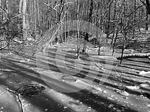 Frozen Trees and Shadows in the Swamp in January
