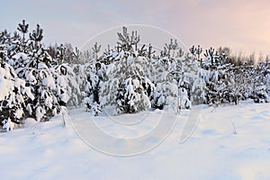 Frozen trees in the snow capped forest