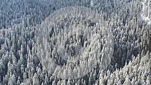 Frozen trees and snow covered evergreen forest.