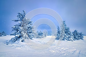 Frozen trees with snow virgin nature winter still life