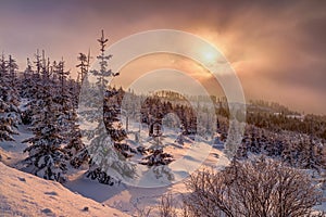 Zmrznuté stromy so snehom panenská príroda zimné zátišie
