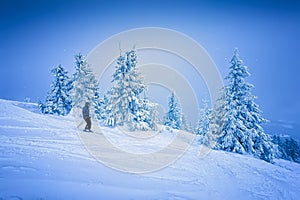 Frozen trees with snow virgin nature winter still life with a skier