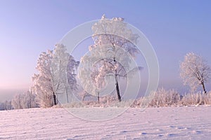 Frozen trees in very cold ,sunny winter day.