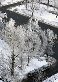 Frozen trees white