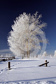 Frozen trees in winter