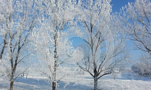 Frozen trees in winter