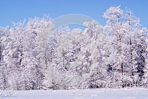 Frozen trees in the winter forest