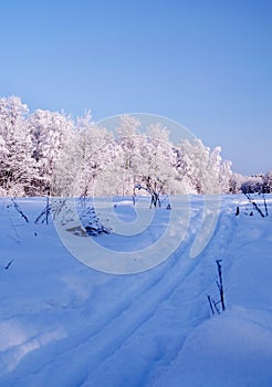 Frozen trees in the winter forest