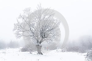 Frozen trees in winter forest