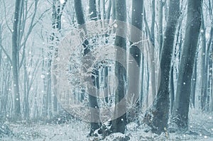 Frozen trees in winter forest with snowflakes falling