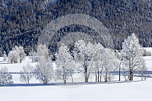 Frozen trees on winter landscape with forest at the background