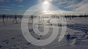 Frozen trees in winter lappland