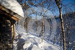 Frozen trees in winter lappland photo