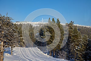 Frozen trees in winter lappland