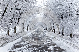 Frozen trees and winter urban road