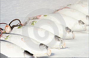 frozen tuna is ready for selling at the fish market photo