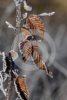 Frozen twig covered with morning frost
