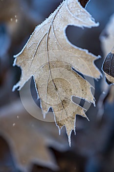 Frozen twig covered with morning frost