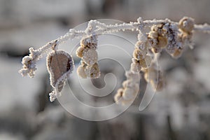 Frozen twig