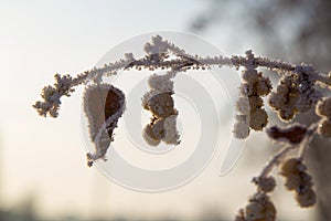 Frozen twig