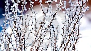 Frozen twig with thorns