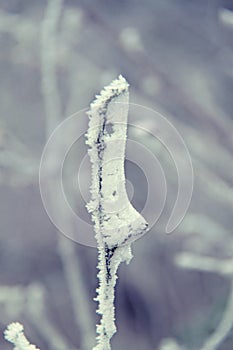 Frozen twigs