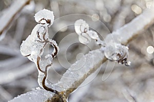 Frozen twigs on a branch